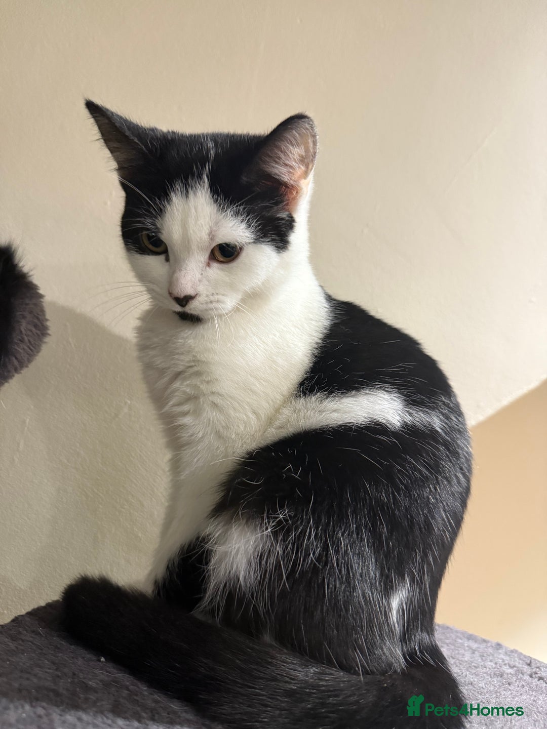 Domestic Shorthair cats for sale: Kittens for a good home  - Advert 3