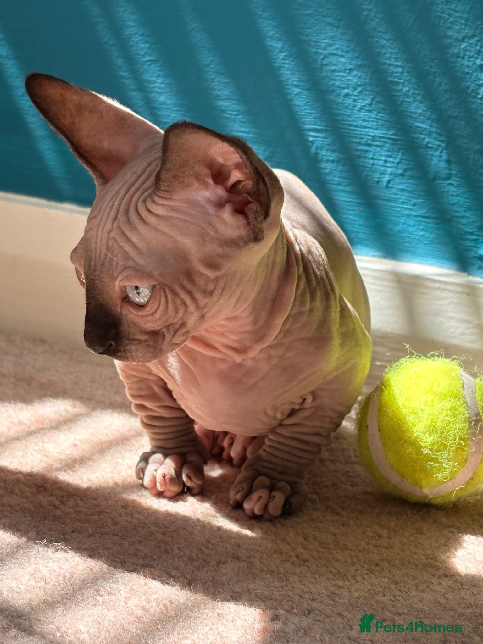 Sphynx cats for sale: Sphynx bambino kittens available 🐈‍⬛🐈 - Advert 13