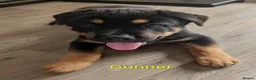 Mixed Breed dogs for sale: German Shepherd Cross Puppies  - Advert 25