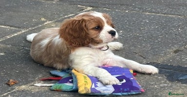 Cavalier King Charles Spaniel dogs Cavalier King Charles  - Advert 3