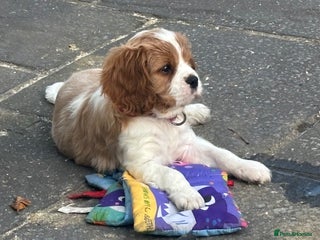 Cavalier King Charles Spaniel dogs Cavalier King Charles - Advert 1