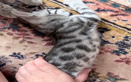 Bengal cats for sale: bengal kittens - Image 11