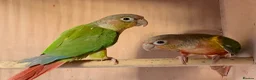 Conures birds for sale: Proven breeding pair of pine apple conures  - Advert 6
