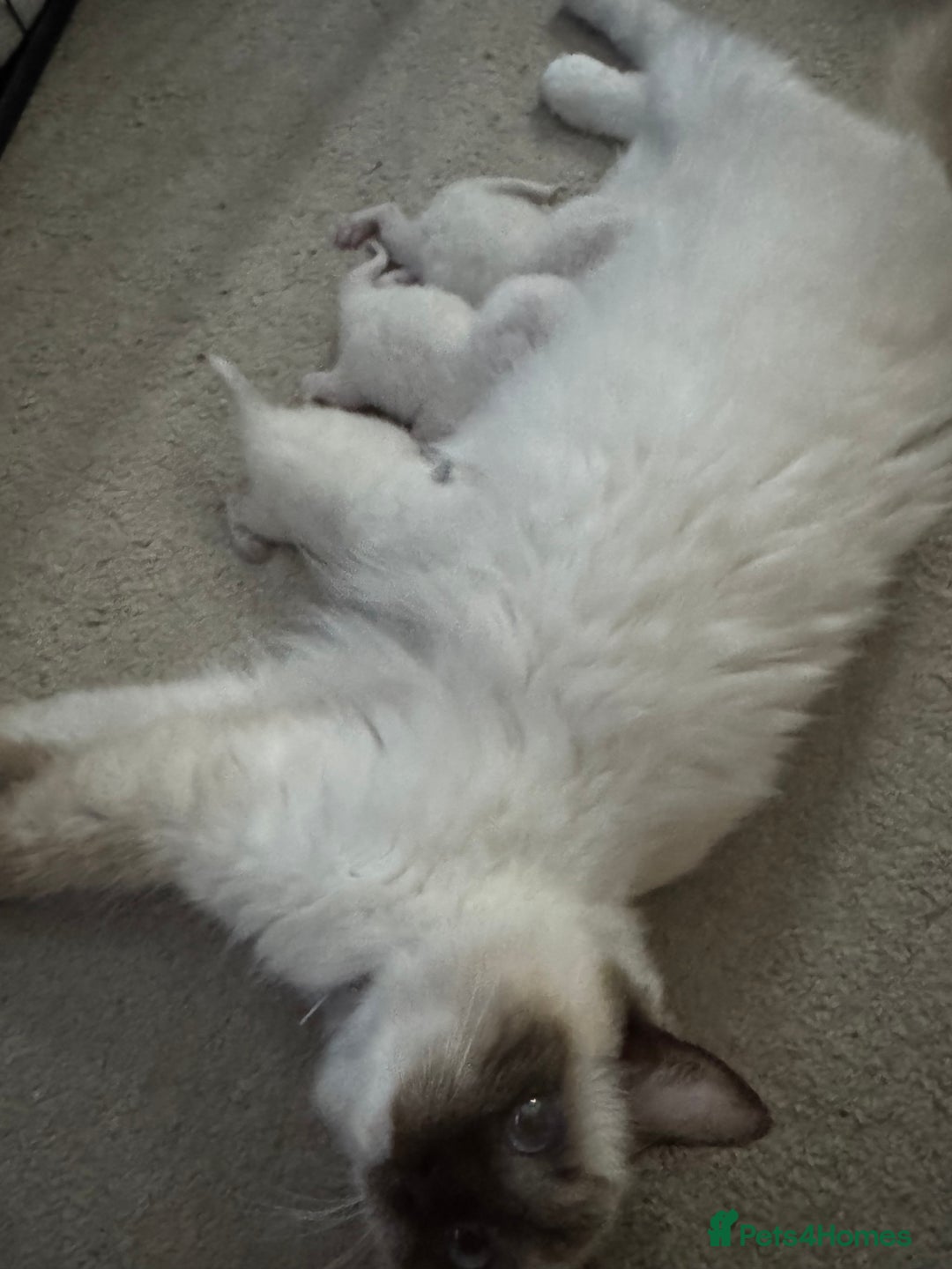 Ragdoll cats for sale: Absolutely Stunning litter of pure Ragdoll kittens - Image 11