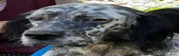 English Setter dogs for adoption: Selva in Penryn - Advert 13