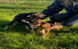 Australian Kelpie dogs for sale: Australia kelpies  - Image 4