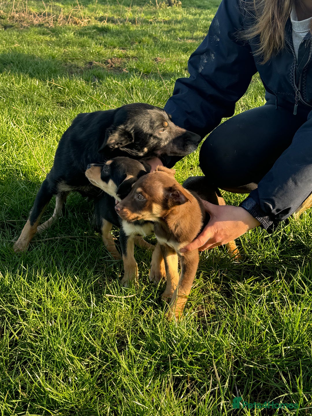 Australian Kelpie dogs for sale: Australia kelpies  - Image 4