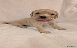 Cocker Spaniel dogs for sale: Cocker Spaniel  - Image 9