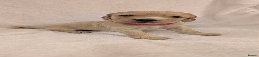Cocker Spaniel (Pink)