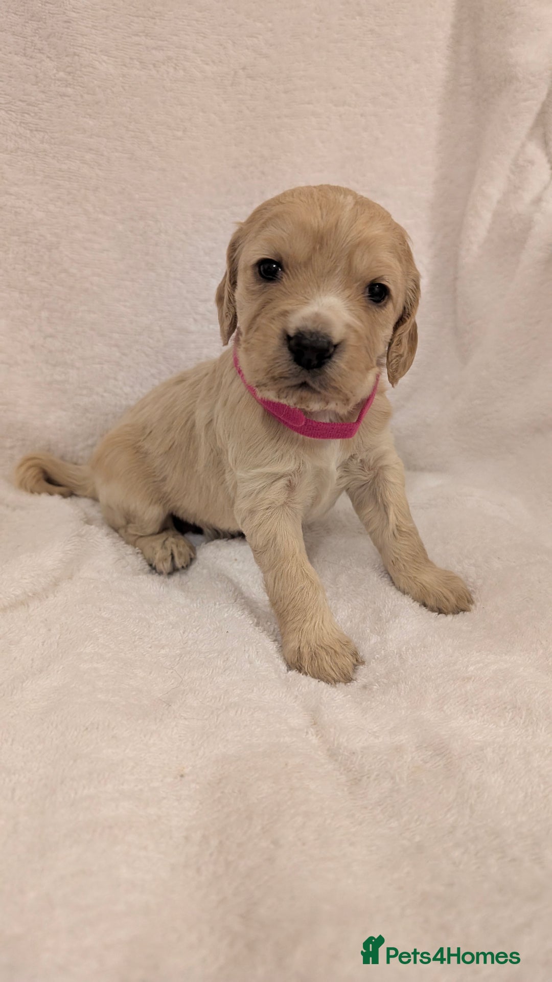 Cocker Spaniel dogs for sale: Cocker Spaniel  - Image 9
