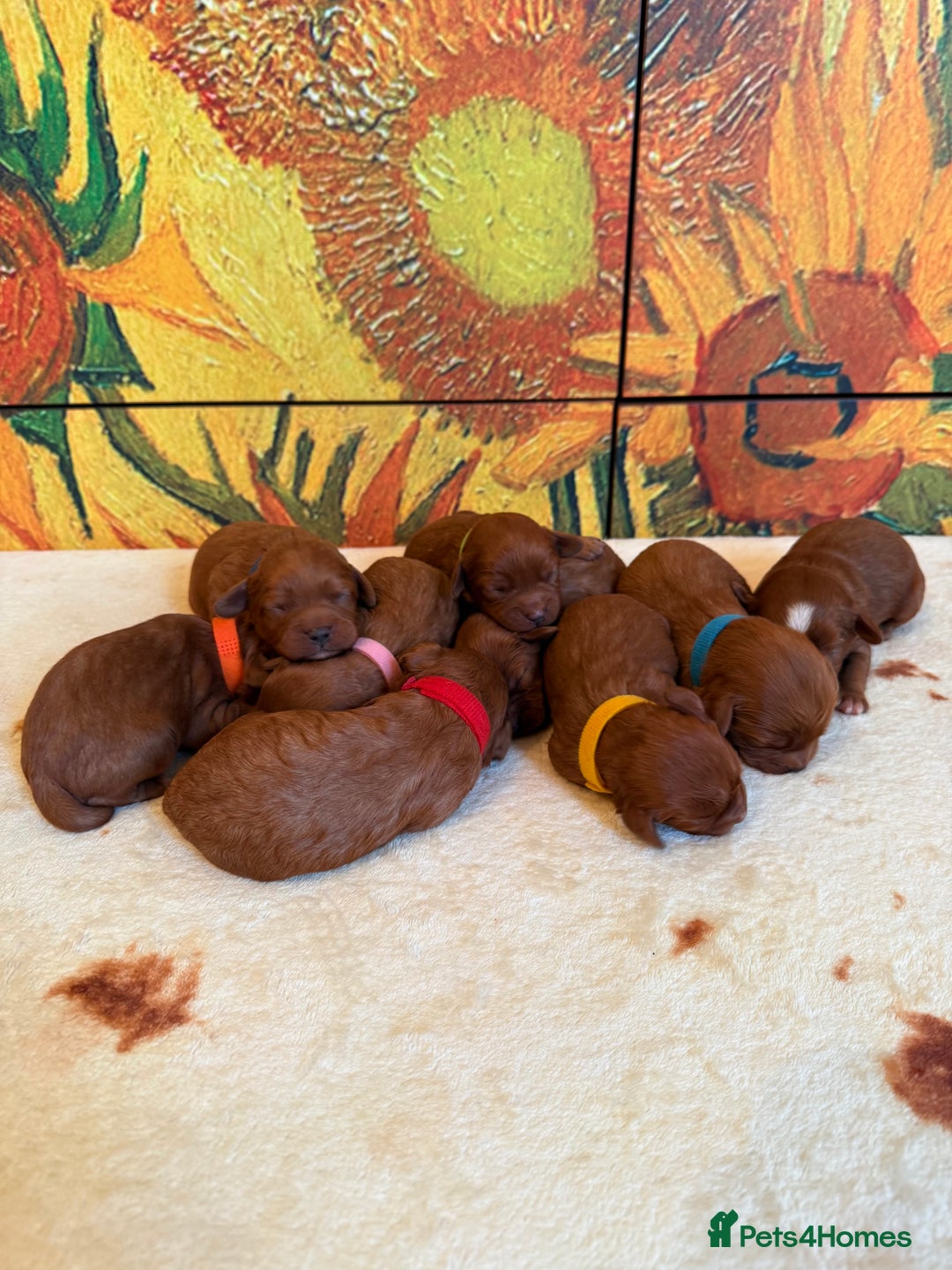 Cavapoo dogs for sale: *Stunning Ruby Red F1 Cavapoo Puppies For Sale* - Advert 6