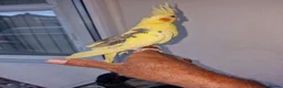 Cockatiels birds for sale: Super silly hand tamed baby budgies  - Advert 14