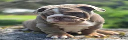 English Bulldog dogs for sale: Mr Muscles litter English Bulldogs - Advert 32