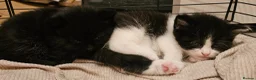 British Shorthair cats for sale: BSH X MAINECOON - Advert 13