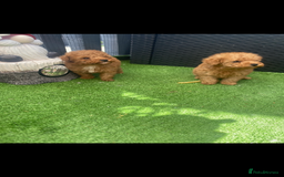 Poodle dogs for sale: Toy poodle puppies for sale  - Image 2