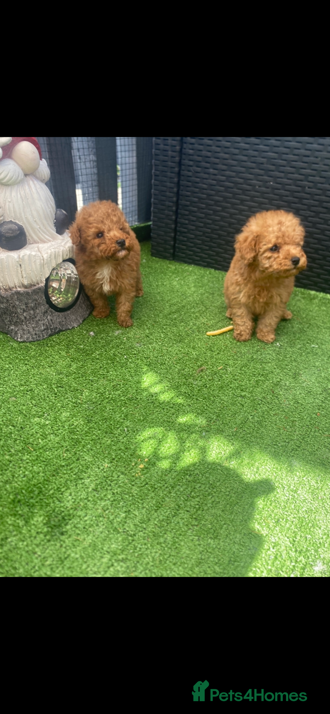 Poodle dogs for sale: Toy poodle puppies for sale  - Image 2