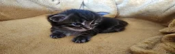 Maine Coon cats for sale: Maine Coon X kittens - Advert 7