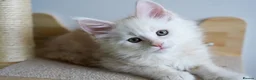 Maine Coon cats for sale: Rare Red Shaded TICA Maine Coon Kittens - Advert 19