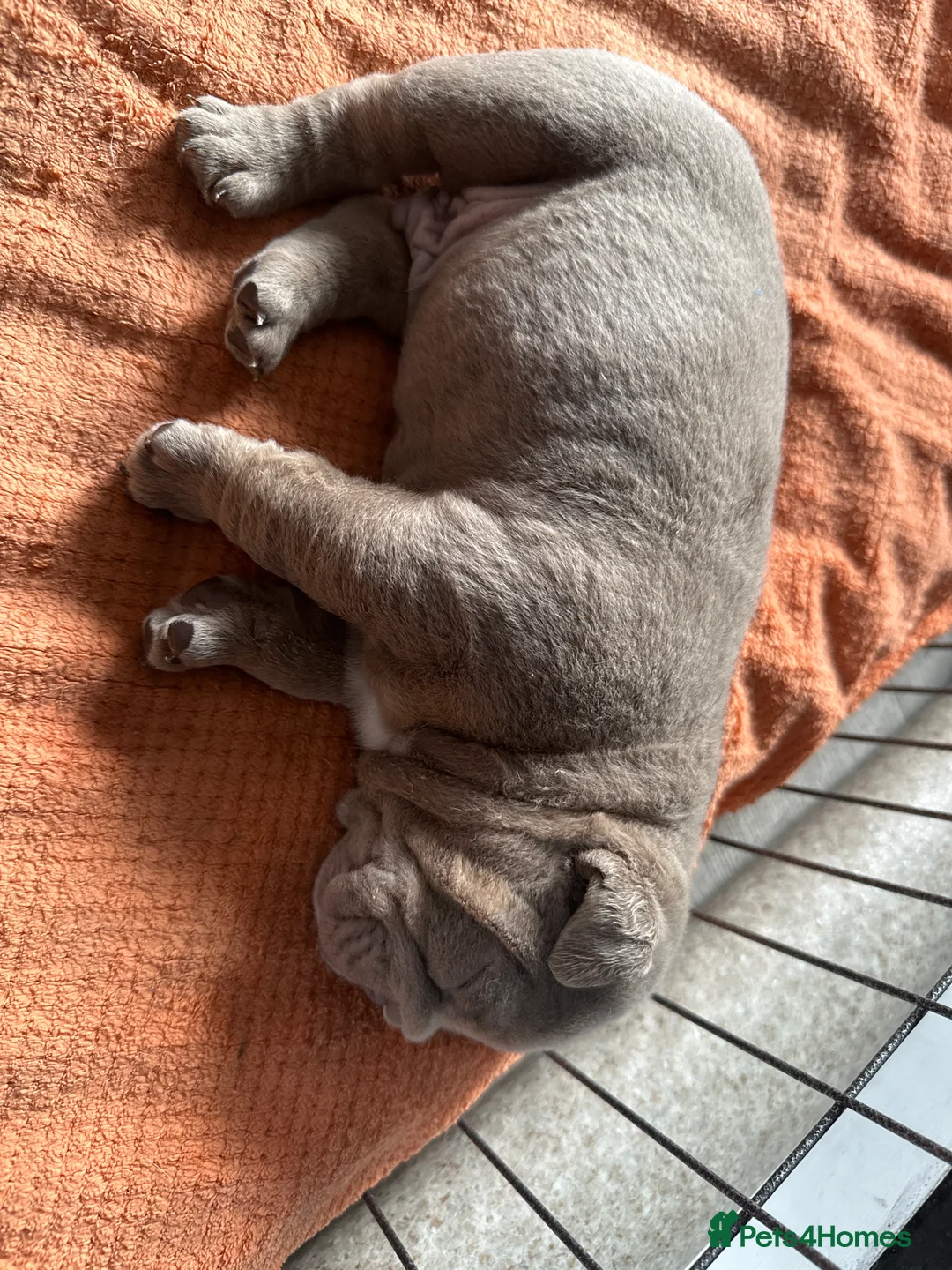 English Bulldog dogs for sale: Full Pedigree English Bulldog puppies  in Bury Saint Edmunds - Advert 2