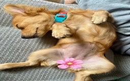 Mixed Breed dogs for adoption: Little (Tiny) Lady - Image 9