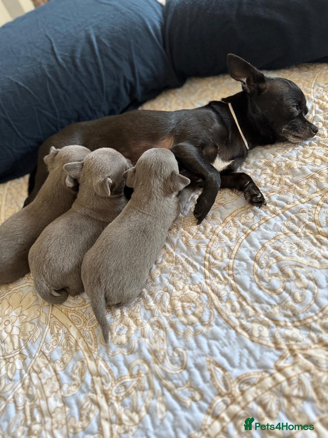 Chihuahua dogs for sale: Best quality Pedigree Puppies KC  - Image 21