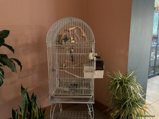 Lovebirds birds Love birds - Advert 1