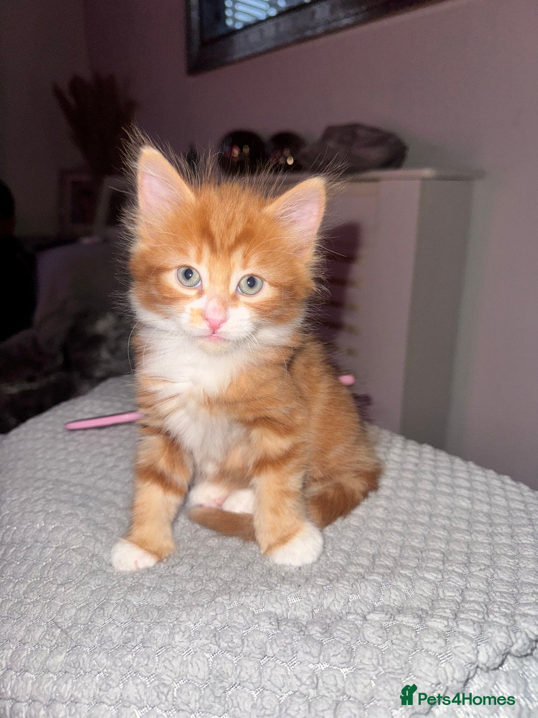 Mixed Breed cats for sale: Beautiful Male kitten  - Advert 2