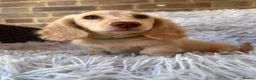 Miniature Dachshund dogs for sale: Longhaired miniature dachshund  - Advert 1
