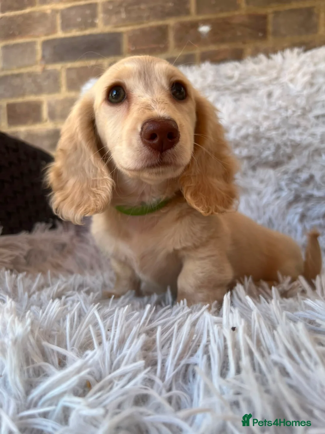 Miniature Dachshund dogs for sale: Longhaired miniature dachshund  - Advert 1