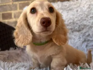 Miniature Dachshund dogs Longhaired miniature dachshund - Advert 11