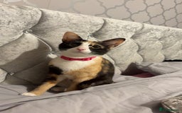 Mixed Breed cats for sale: Female Calico kitten  - Image 2