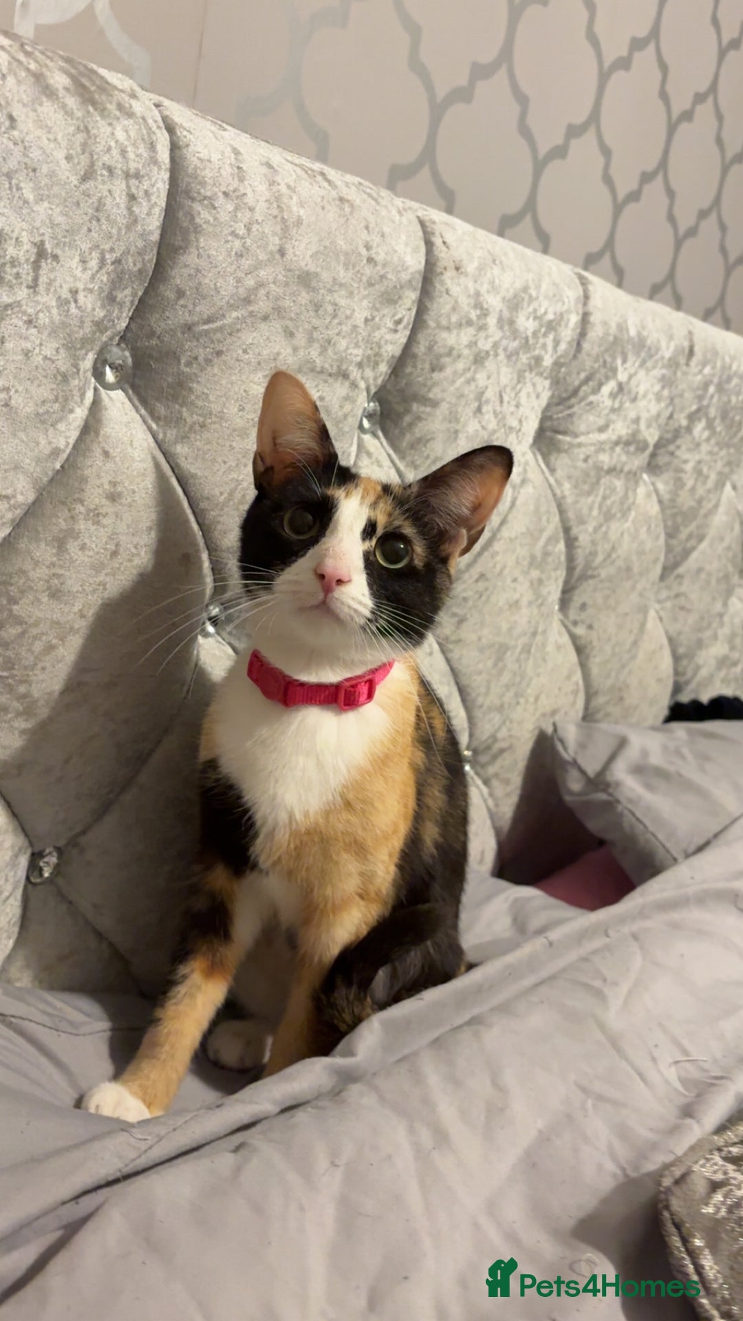 Mixed Breed cats for sale: Female Calico kitten  - Image 2