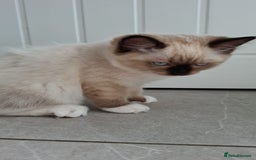 Ragdoll cats for sale: LAST ONE - female seal point mitted Ragdoll kitten - Image 9