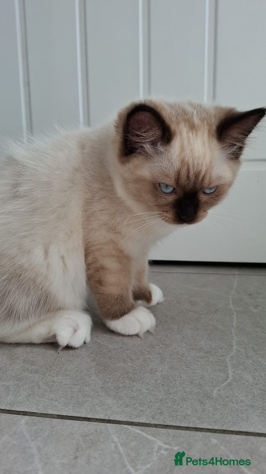 Ragdoll cats for sale: LAST ONE - female seal point mitted Ragdoll kitten - Image 9