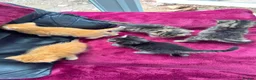 Mixed Breed cats for sale: Beautiful kittens 😻 - Advert 26