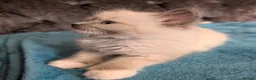 Ragdoll cats for sale: 💙GCCF 💙💛Ragdoll blue point mitted kittens  - Advert 17