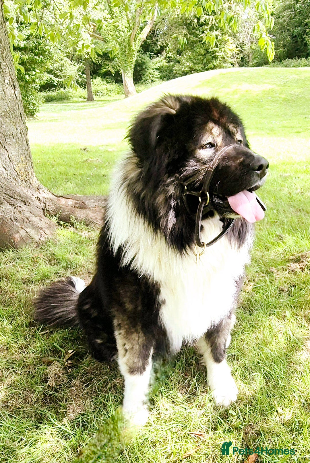 Caucasian Shepherd Dog dogs for sale: Caucasian Shepherd  - Advert 9