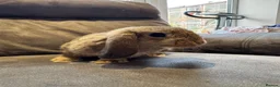 Mini Lop rabbits for sale: Pure Breed Mini Lop Babies  - Advert 14