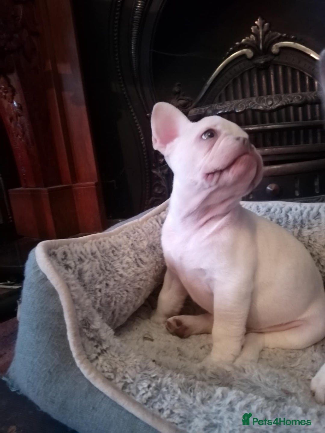 French Bulldog dogs for sale: French Bulldog Puppies For Sale  - Advert 11