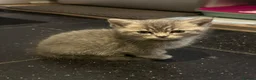 Mixed Breed cats for sale: Kittens for sale - Advert 2