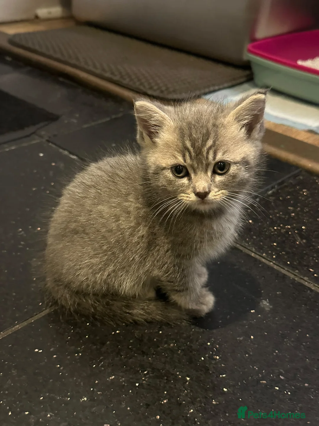 Mixed Breed cats for sale: Kittens for sale - Advert 2