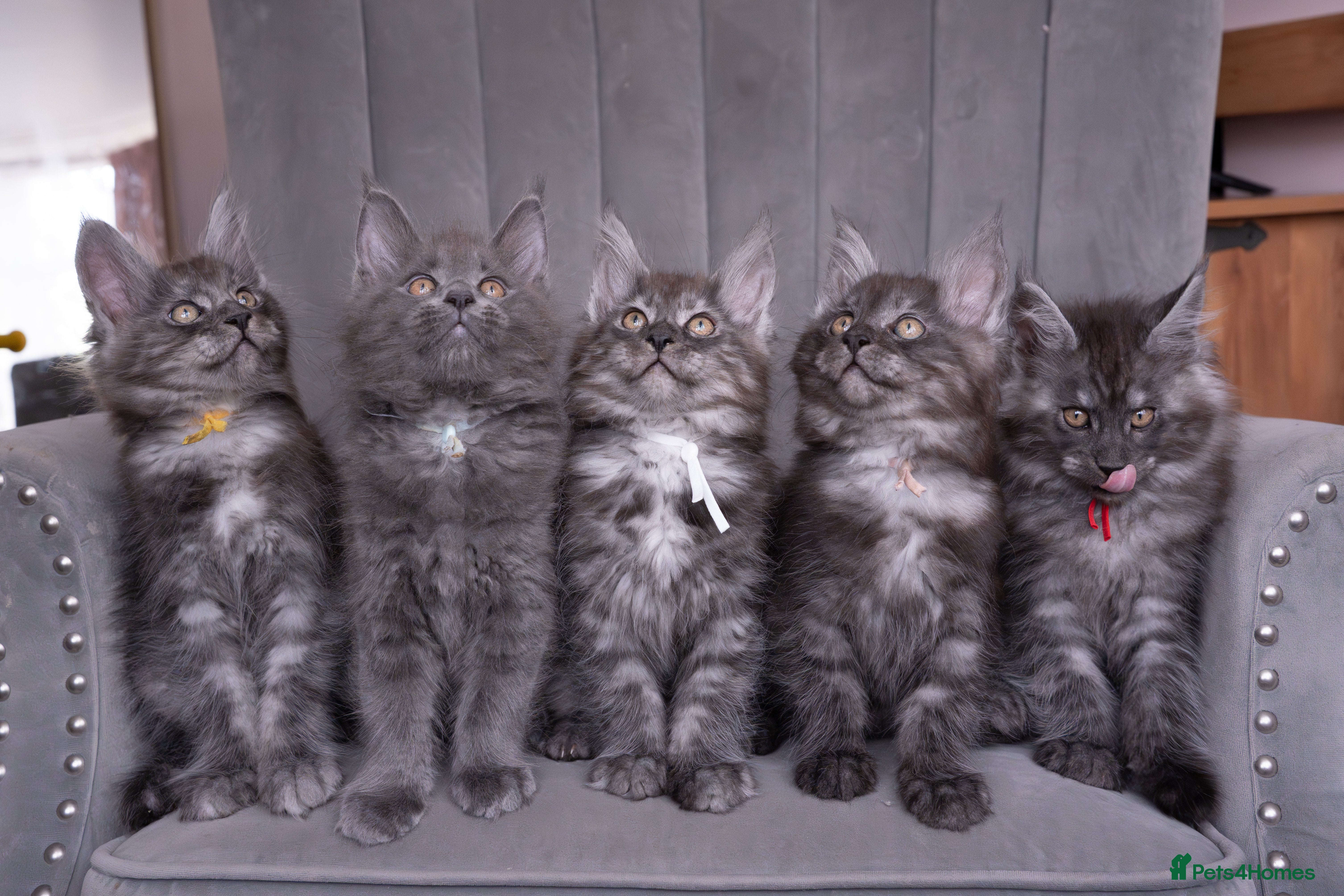 Maine Coon cats Maine Coon kittens available  - Advert 1