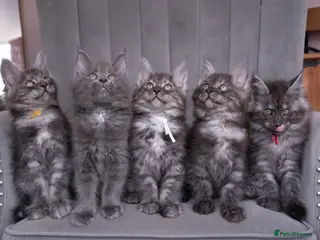 Maine Coon cats Maine Coon kittens available - Advert 14