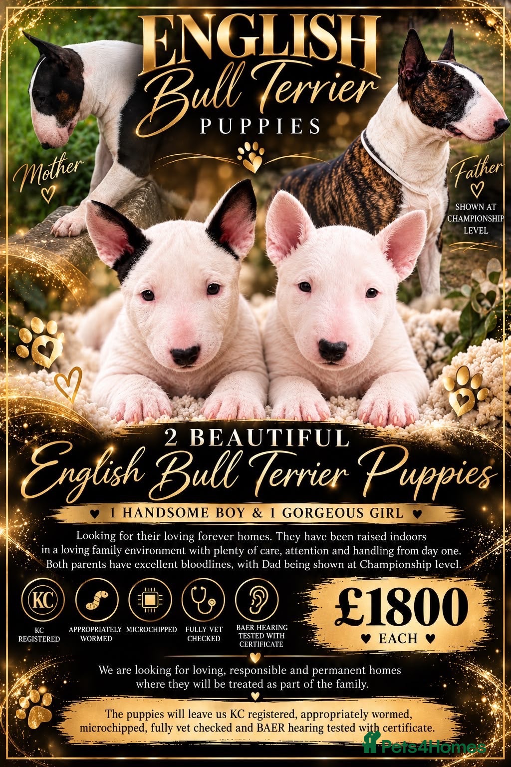 English Bull Terrier dogs English bull terrier puppies  - Advert 14