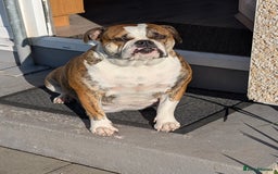 Old Tyme Bulldog dogs for sale: Old tyme bulldog pups  - Image 22