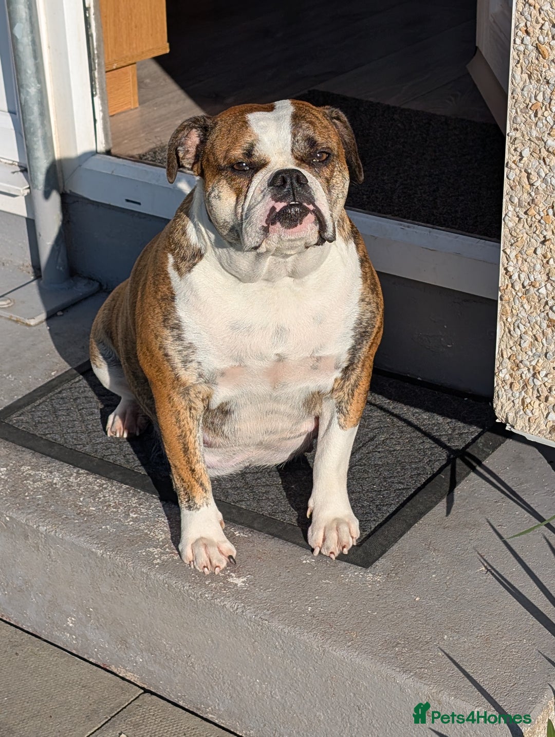 Old Tyme Bulldog dogs for sale: Old tyme bulldog pups  - Image 22