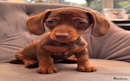 Miniature Dachshund dogs for sale: BEAUTIFUL MINI DACHSHUND PUPPIES READY NOW - Image 40