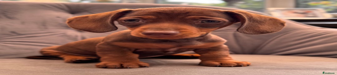 Miniature Dachshund Puppy 6