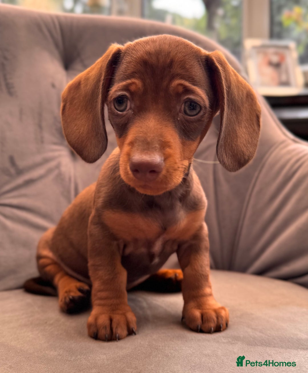 Miniature Dachshund dogs for sale: BEAUTIFUL MINI DACHSHUND PUPPIES READY NOW - Image 40