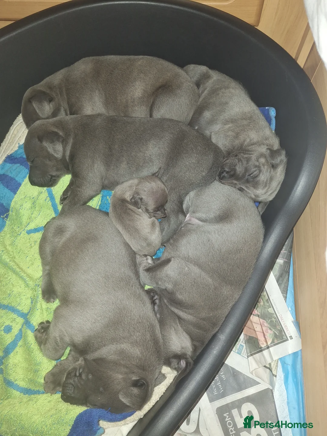 Mixed Breed dogs for sale: Blue staff whippet Cross  - Advert 4